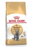 British Shorthair - Adult - Britisch Kurzhaar - 2kg