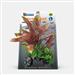 Deco Plant Henkelianus - L