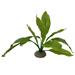 Deko Pflanze Echinodorus - grün - 24cm