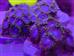 Korallenableger - Zoanthus "blau"
