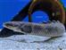 Flösselhecht - Polypterus mokelembembe
