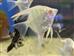 Peru Altum Skalare albino - Pterophyllum skalare